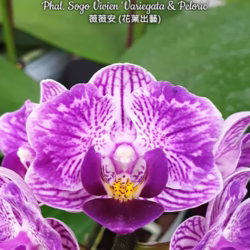 Phal. Sogo Vivien <br>'Variegata & Peloric'