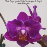 Phalaenopsis Sogo Yenlin 'Coffee' (variegata & 2 eyes)