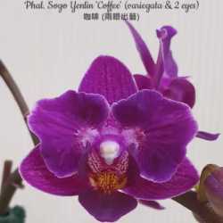 Phalaenopsis Sogo Yenlin 'Coffee' (variegata & 2 eyes)