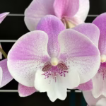 Phalaenopsis Yitong Ping Pong Girl (Big Lip)