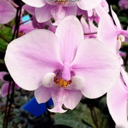 Phalaenopsis schilleriana x sib