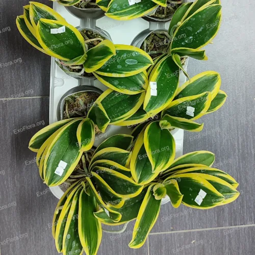 Stvarna fotografija orhideje Phalaenopsis Chia E Yenlin (variegata) koja je u prodaji
