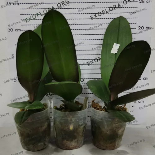 Phalaenopsis sa retkim bojama, dostava u Bela Crkva