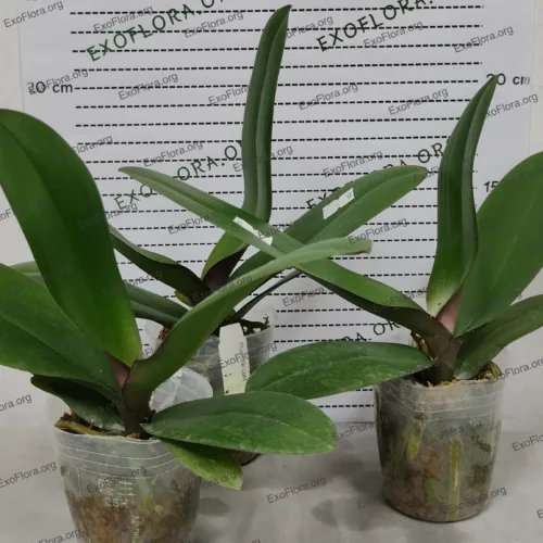 Ekskluzivni Phalaenopsis hibridi, isporuka u Vrbas
