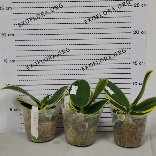 Retki Phalaenopsis, dostava u Trstenik