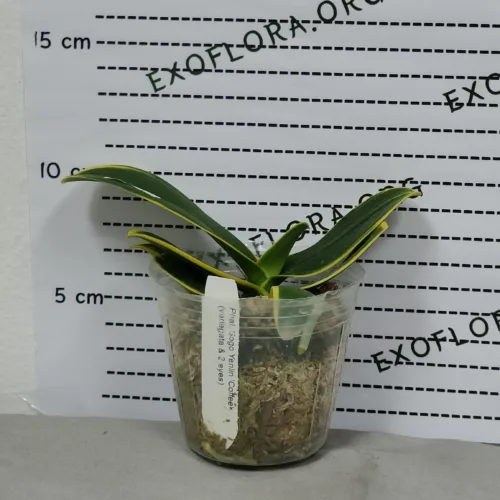 Phalaenopsis kolekcionarski, dostava u Svilajnac