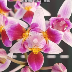 Phalaenopsis equestris '996' (peloric - 3 lips)