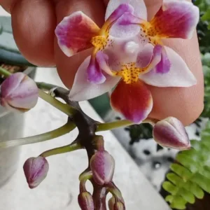 Phalaenopsis equestris '996' (peloric - 3 lips)