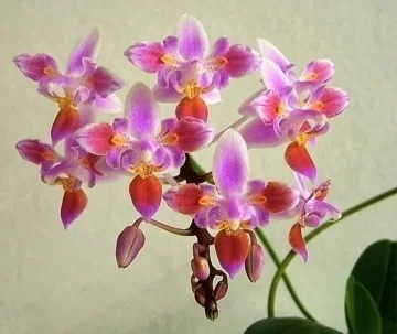 Phalaenopsis equestris '996' (peloric - 3 lips) - Слика 2
