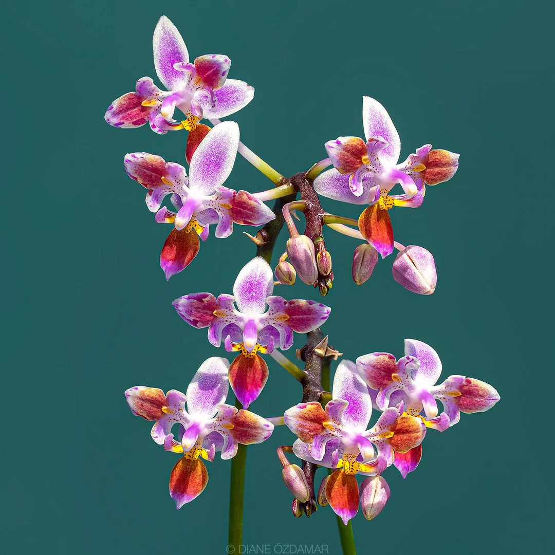 Phalaenopsis equestris '996' (peloric - 3 lips) - Слика 10