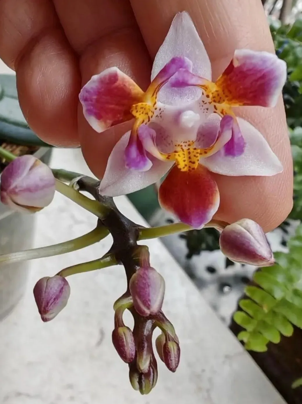 Phalaenopsis equestris '996' (peloric - 3 lips)