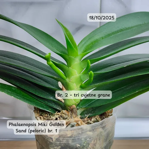 Phalaenopsis Miki Golden Sand (peloric) - Слика 13