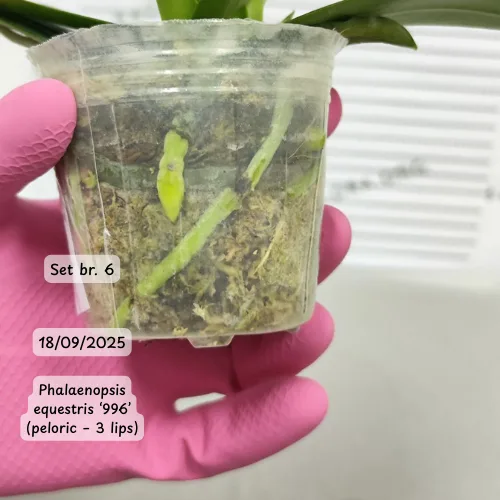 Phalaenopsis equestris '996' (peloric - 3 lips) - Слика 12