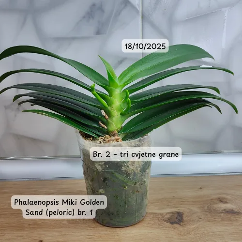 Phalaenopsis Miki Golden Sand (peloric) - Слика 15