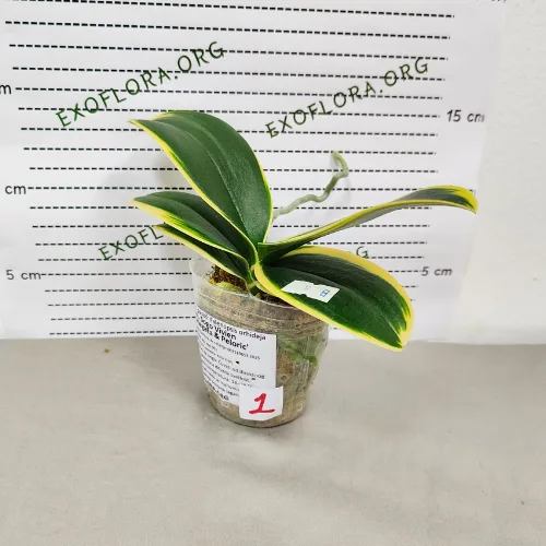 Phal. Sogo Vivien <br>'Variegata & Peloric' - Слика 4