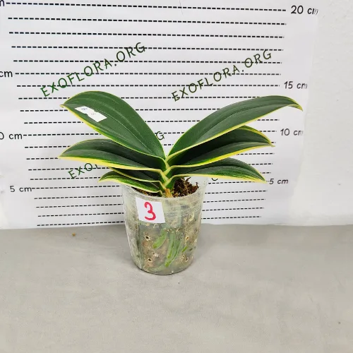 Phal. Sogo Vivien <br>'Variegata & Peloric' - Слика 3