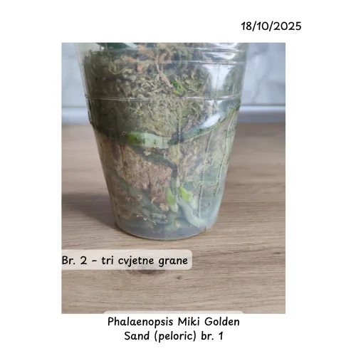 Phalaenopsis Miki Golden Sand (peloric) - Слика 14