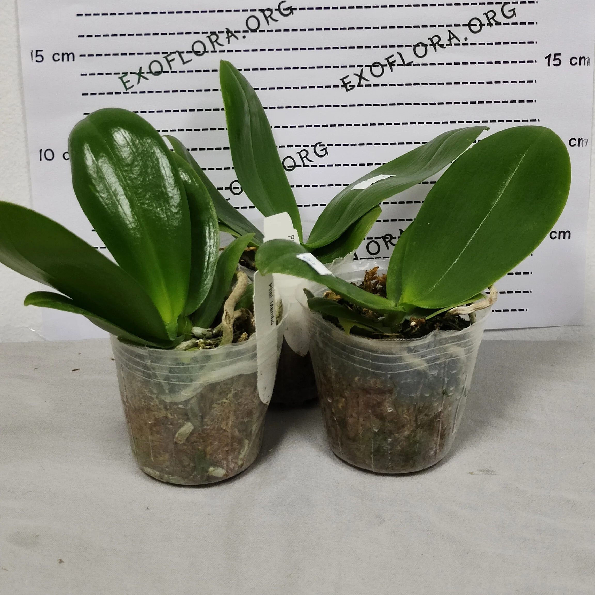 Phalaenopsis Mambo (P. amboinensis x P. mannii) - Слика 5