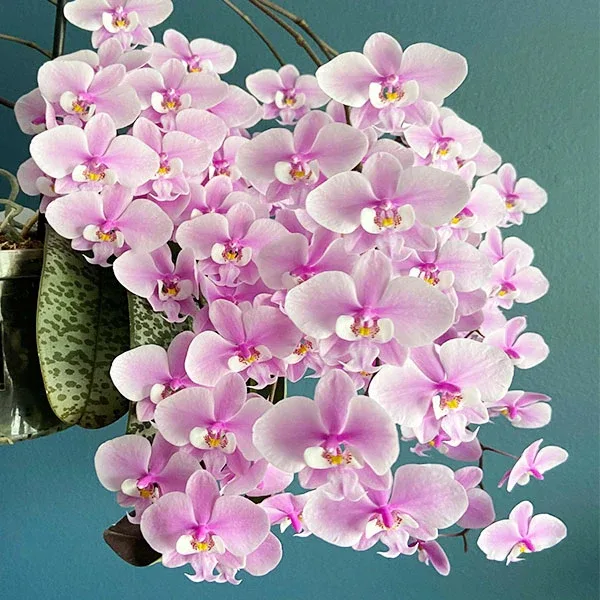 Phalaenopsis <br>schilleriana x sib