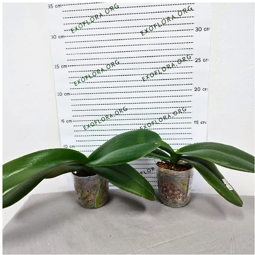 Phalaenopsis Yitong Ping Pong Girl (Big Lip) - Слика 7