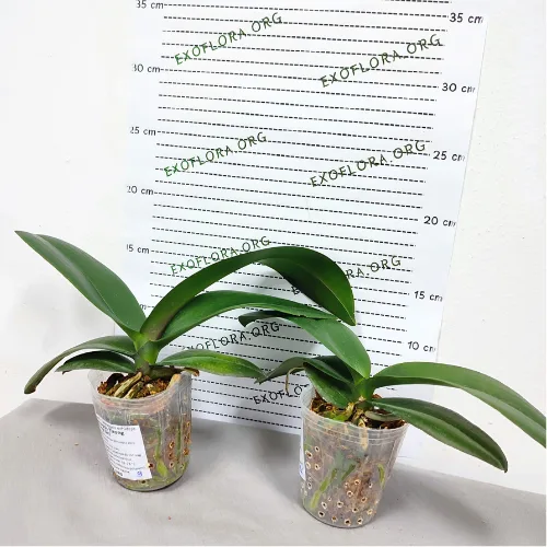 Phalaenopsis Yitong Ping Pong Girl (Big Lip) - Слика 6