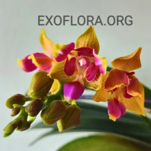 Phalaenopsis Miki Golden Sand (peloric)