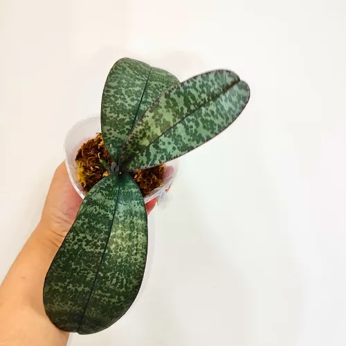 Phalaenopsis <br>schilleriana x sib - Слика 7