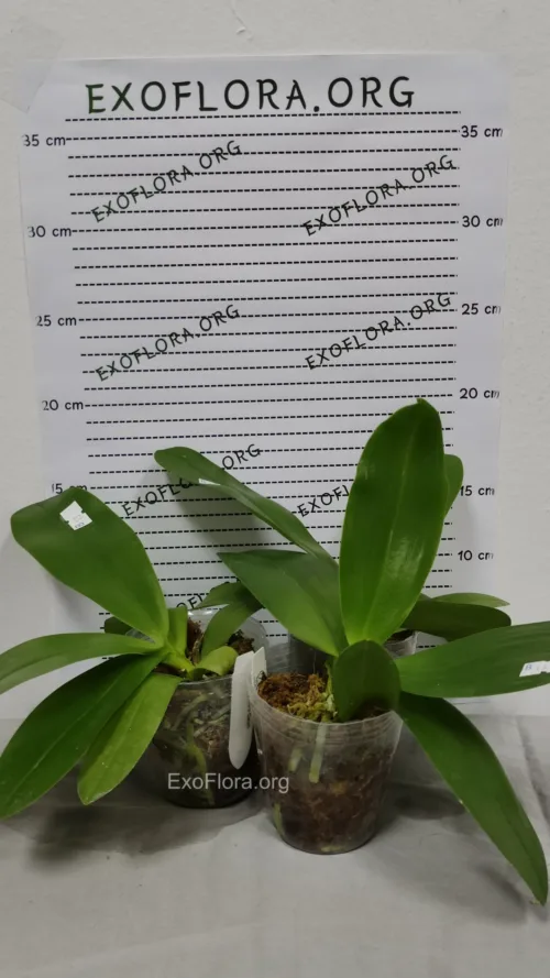 Stvarna fotografija orhideje Phalaenopsis Sapphire Gallah koja je u prodaji