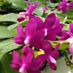 Phalaenopsis Sapphire's Galah (88 % P. violacea)