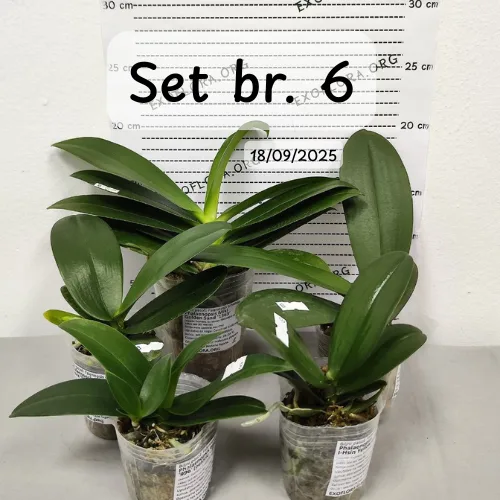 Pet falenopsisa sa popustom od 20% - Слика 3