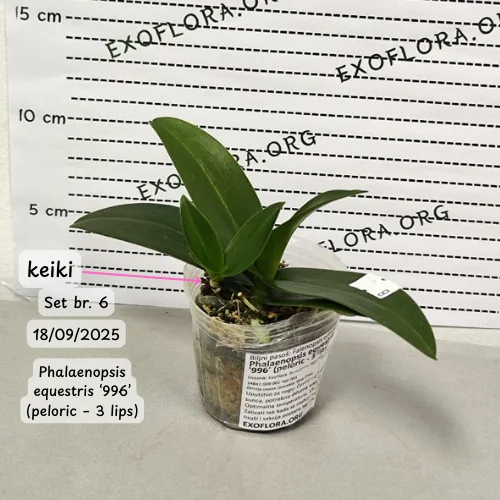 Pet falenopsisa sa popustom od 20% - Слика 12