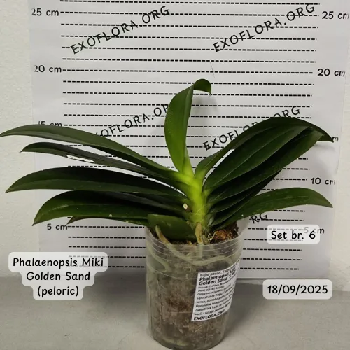 Pet falenopsisa sa popustom od 20% - Слика 4