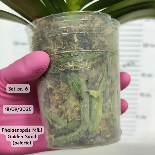 Pet falenopsisa sa popustom od 20% - Слика 5