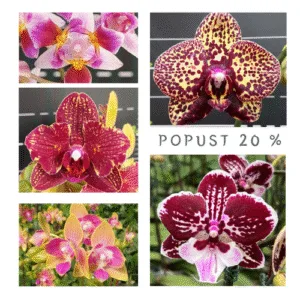 Pet falenopsisa sa popustom od 20%