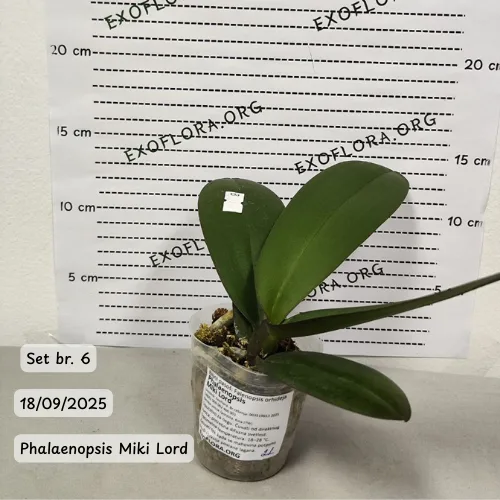 Pet falenopsisa sa popustom od 20% - Слика 6