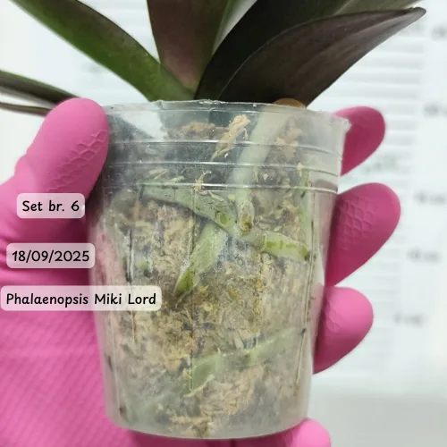 Pet falenopsisa sa popustom od 20% - Слика 7