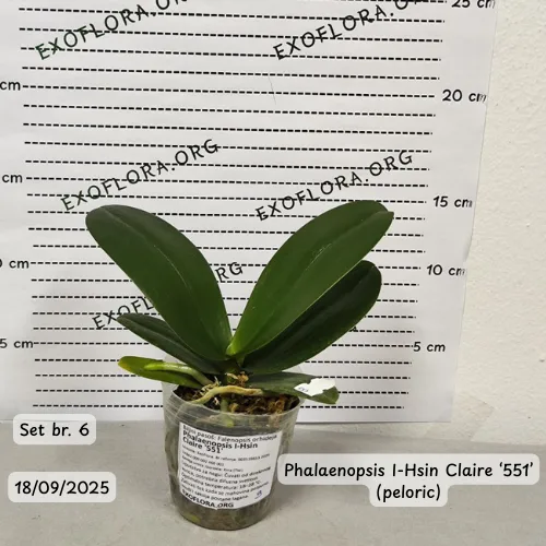 Pet falenopsisa sa popustom od 20% - Слика 8