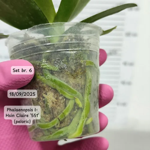 Pet falenopsisa sa popustom od 20% - Слика 9