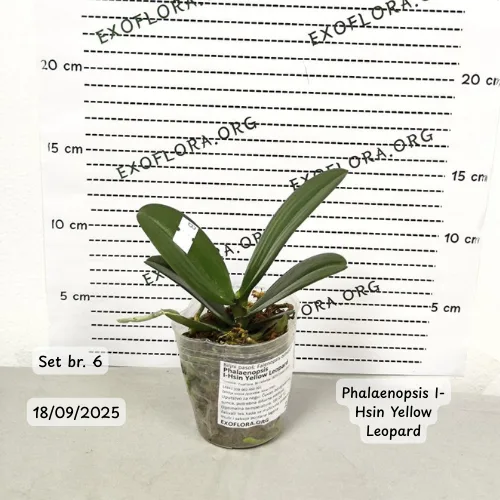 Pet falenopsisa sa popustom od 20% - Слика 10