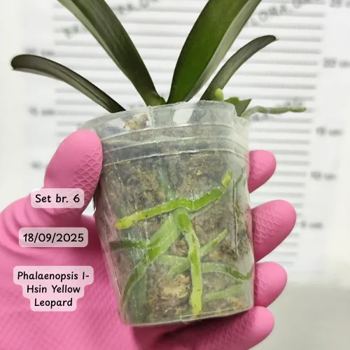 Pet falenopsisa sa popustom od 20% - Слика 11