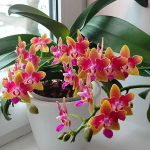 Phalaenopsis Miki Golden Sand (peloric)