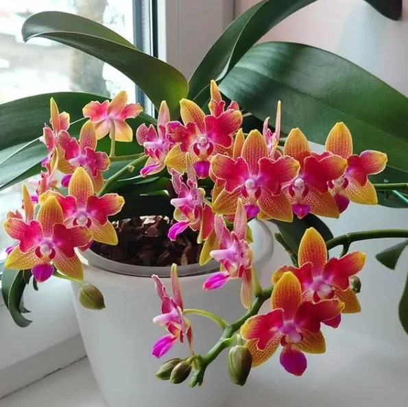 Phalaenopsis Miki Golden Sand (peloric)