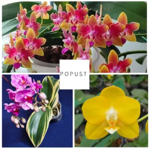 Trojni set <br>sa popustom