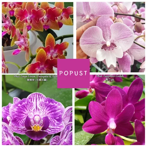 Ekskluzivni set sa popustom od 4 biljke!