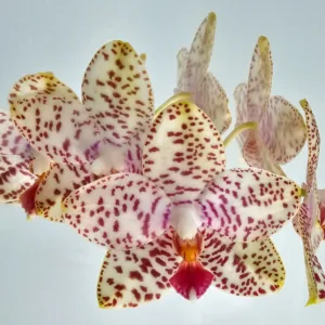 Phal. Brother Prince 'Hai Tony' 2.5"