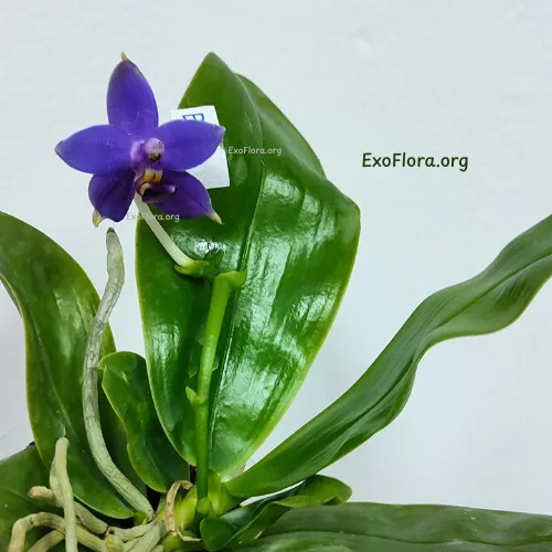 Phal. violacea var. indigo × sib 2.5" aroma
