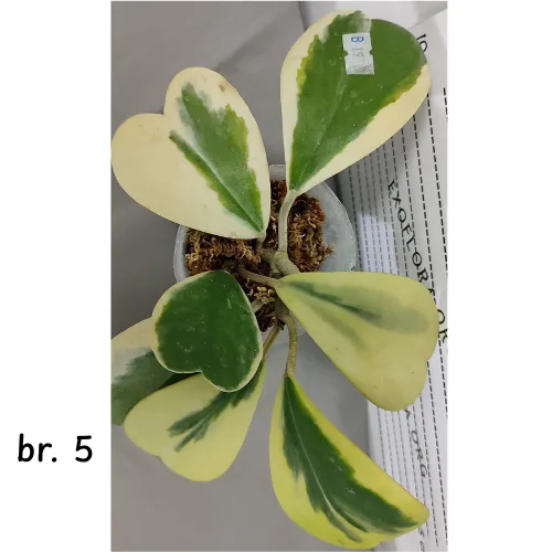 Hoya kerrii variegata 2.5" - Слика 10