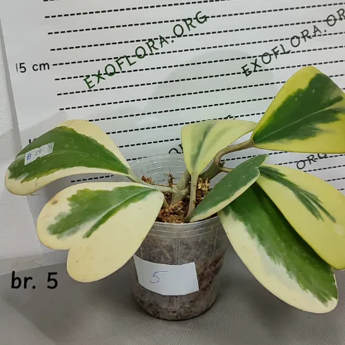 Hoya kerrii variegata 2.5" - Слика 11