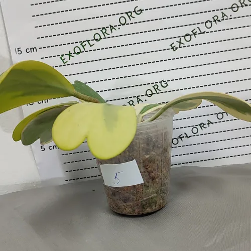 Hoya kerrii variegata 2.5" - Слика 12