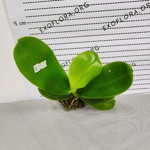 Phalaenopsis sa retkim bojama, dostava u Bela Crkva